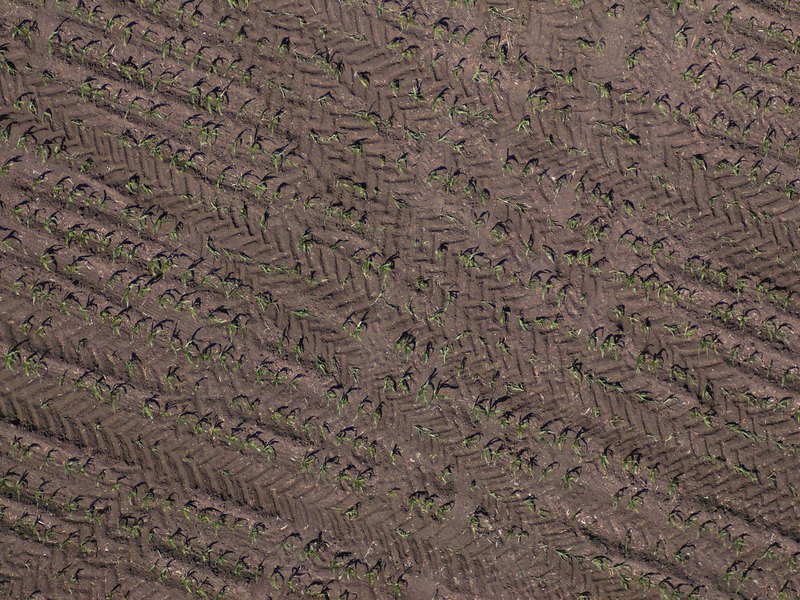A stand count with uniformity sample photo as flown: emerged rows on bare soil