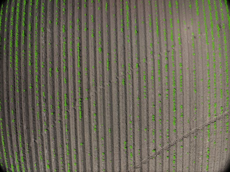 A canopy cover sample photo annotated: the detected canopy painted green over bare soil between rows